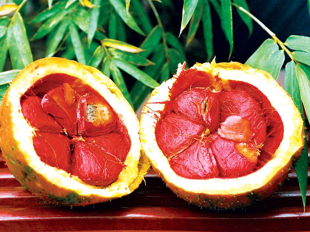 Trái gấc giấu độc trong hạt